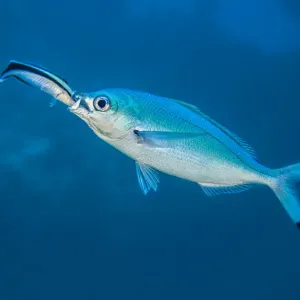 Le labre nettoyeur à bande bleue (Labroides dimidiatus) enfonçant sa tête dans la bouche. Le labre nettoyeur à bande bleue (Labroides dimidiatus) enfonçant sa tête dans la bouche.