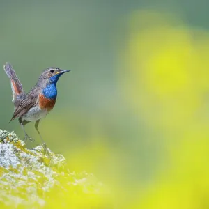 Bluethroat (Luscinia svecica) perched on a rock in the mountains, Riano, Castilla y Leon, Spain. July Bluethroat (Luscinia svecica) perched on a rock in the mountains, Riano, Castilla y Leon, Spain. July