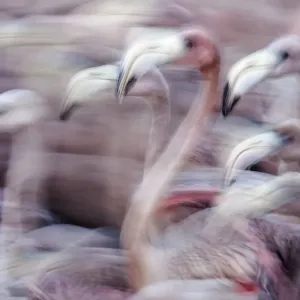 Blurred motion image of Caribbean flamingo (Phoenicopterus ruber) juveniles, captured to be tagged Blurred motion image of Caribbean flamingo (Phoenicopterus ruber) juveniles, captured to be tagged
