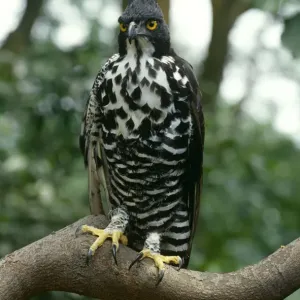 L'aquila di Blyth {Nisaetus alboniger} dalla Malesia. L'aquila di Blyth {Nisaetus alboniger} dalla Malesia.