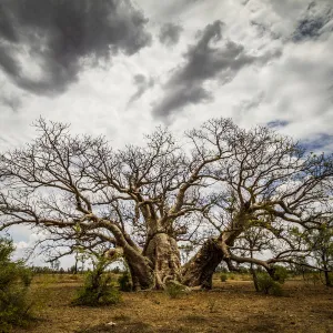 Boab or Australian Baobab trees (Adansonia gregorii) with clouds, Western Australia