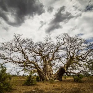 Boab Tree Print with Clouds, Western Australia Boab Tree Print with Clouds, Western Australia