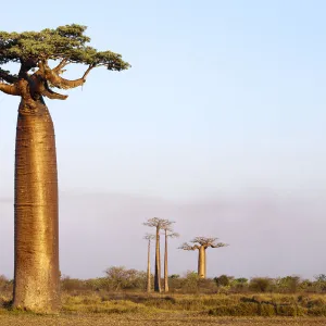 Boabab trees {Adansonia grandidieri} in evening light