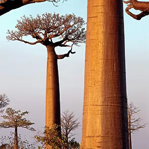 Boabab trees {Adansonia grandidieri} in evening light. Morondava, Madagascar. Digital Composite Panorama