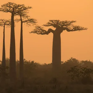 Boababs (Adansonia grandidieri) silhouetted at dawn, Allee des Baobabs / Avenue of the Baobabs