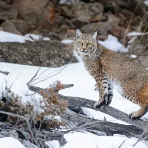 Bobcat (Lynx rufus) standing on branch in snow. Madison River Valley, Yellowstone National Park