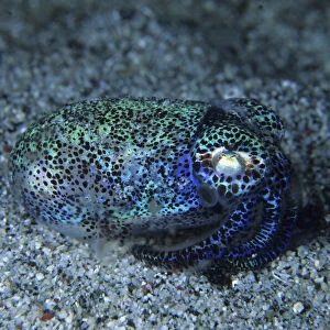 Bobtail squid (Heteroteuthis hawaiiensis) on the seabed, Komodo National Park, Indonesia, Pacific Ocean