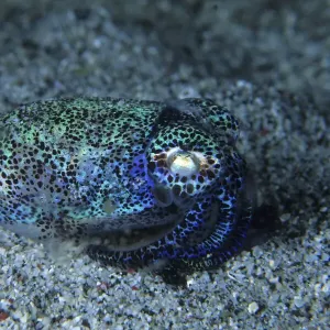 Bobtail squid (Heteroteuthis hawaiiensis) on the seabed, Komodo National Park, Indonesia, Pacific Ocean