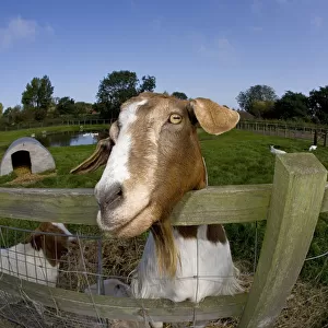 Boer domestic goat (Capra hircus) waiting to be fed, Norfolk, UK, September