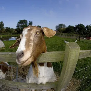 Boer domestic goat (Capra hircus) waiting to be fed, Norfolk, UK, September