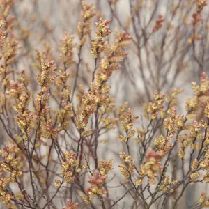 Bog myrtle / Sweet gale (Myrica gale) flowers, Caesars Camp, Fleet, Hampshire