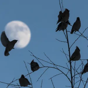 Bohemian waxwing (Bombycilla garrulus), flock at dusk with moon, Finland, February Bohemian waxwing (Bombycilla garrulus), flock at dusk with moon, Finland, February