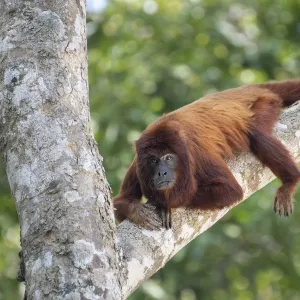 Bolivian red howler (Alouatta sara), Pampas del Yacuma Protected Area, Bolivia