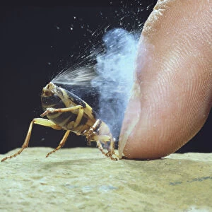 Bombardier Beetle (Pheropsophus jessoensis) protecting itself by ejecting a boiling