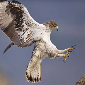 Bonellis eagle or Eurasian hawk-eagle, Hieraetus fasciatus or Aquila fasciata