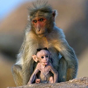 Bonnet Macaque (Macaca radiata) mother with infant. Karnataka, India