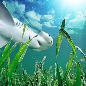 Print of Bonnethead shark hunting in seagrass bed, view from below Print of Bonnethead shark hunting in seagrass bed, view from below