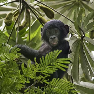 Bonobo (Pan paniscus) baby in tree, Democratic Republic of Congo