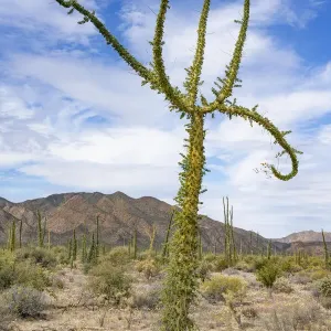 Boojum tree (Fouquieria columnaris) in Sonoran Desert. Near Bahia de Los Angeles Boojum tree (Fouquieria columnaris) in Sonoran Desert. Near Bahia de Los Angeles