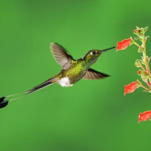 Booted Racket-tail hummingbird (Ocreatus underwoodii) male flying, feeding from flower Booted Racket-tail hummingbird (Ocreatus underwoodii) male flying, feeding from flower