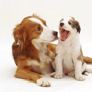 Border Collie with one of her puppies, 5 weeks, yawning