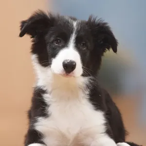 13-Week Border Collie Puppy Print 13-Week Border Collie Puppy Print