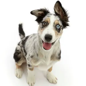 Perro collie fronterizo x collie barbetado, de 4 meses de edad, sentado mirando hacia arriba con la lengua fuera, retrato. Perro collie fronterizo x collie barbetado, de 4 meses de edad, sentado mirando hacia arriba con la lengua fuera, retrato.