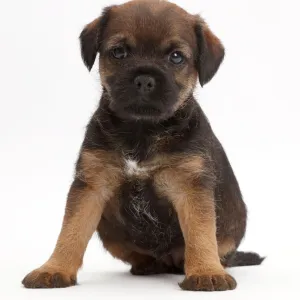 Border Terrier puppy, age 5 weeks