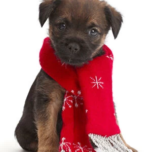 Border Terrier puppy, age 5 weeks, wearing red Christmas scarf