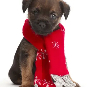 Border Terrier puppy, age 5 weeks, wearing red Christmas scarf Border Terrier puppy, age 5 weeks, wearing red Christmas scarf