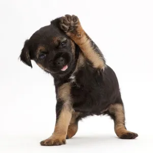 Border Terrier puppy, age 5 weeks, with raised paw