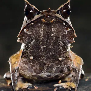 Bornean horned frog (Megophrys nasuta) on forest floor. Danum Valley, Sabah, Borneo Bornean horned frog (Megophrys nasuta) on forest floor. Danum Valley, Sabah, Borneo