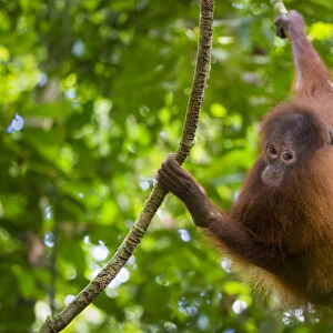 Bornean Orang-utan juvenile (Pongo pygmaeus wurmbii), Danum Valley, Sabah, Borneo