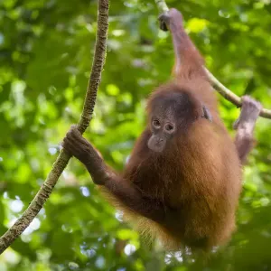Bornean Orang-utan juvenile Print Bornean Orang-utan juvenile Print