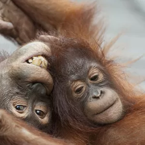 Bornean orangutan (Pongo pygmaeus) sub-adult playing with infant sibling, aged 3 years