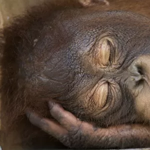 Bornean orangutan (Pongo pygmaeus) juvenile sleeping peacefully, Nyaru Menteng Care Centre