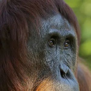 Bornean Orangutan (Pongo pygmaeus) female portrait, Tanjung Puting reserve, Camp Leakey