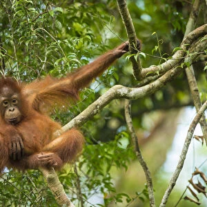 Bornean orangutan (Pongo pygmaeus) baby in tree, Tanjung Puting National Park, Borneo-Kalimatan