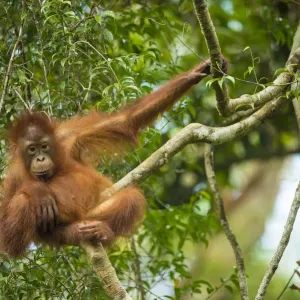 Bornean Orangutan Baby Print Bornean Orangutan Baby Print