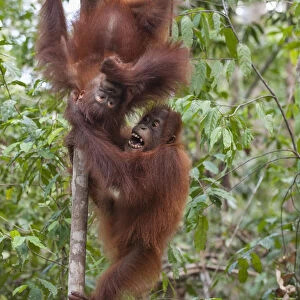 Two Bornean orangutan (Pongo pygmaeus) infants, aged 4 years, playing together, Tanjung