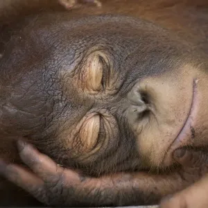 Bornean orangutan (Pongo pygmaeus) juvenile sleeping peacefully, Nyaru Menteng Care Centre Bornean orangutan (Pongo pygmaeus) juvenile sleeping peacefully, Nyaru Menteng Care Centre