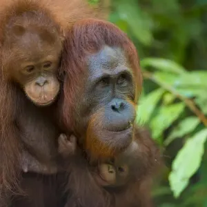 Bornean Orangutan Mother and Babies Print Bornean Orangutan Mother and Babies Print