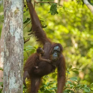 Bornean orangutan (Pongo pygmaeus) mother and infant climbing trees, Tanjung Puting National Park Bornean orangutan (Pongo pygmaeus) mother and infant climbing trees, Tanjung Puting National Park