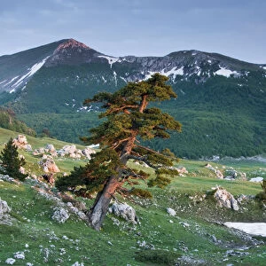 Bosnian pine (Pinus leucodermis / heldreichii) in rock strewn landscape, Pollino National Park