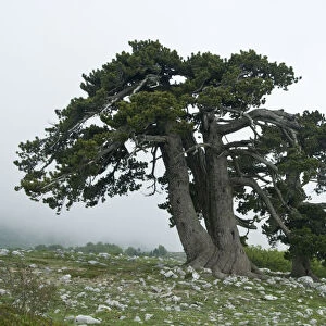 Bosnian pine (Pinus leucodermis) trees, Pollino National Park, Basilicata, Italy