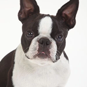 Boston Terrier, head portrait of male