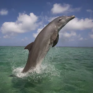 Bottle-nosed dolphin (Tursiops truncatus) breaching, Bay Islands, Honduras, Caribbean