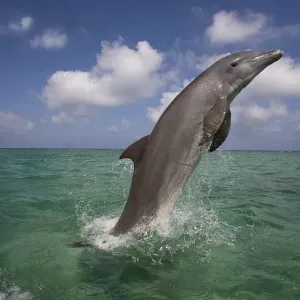 Dauphin à museau d'outil (Tursiops truncatus) sautant, Îles de la Baie, Honduras, Caraïbes. Dauphin à museau d'outil (Tursiops truncatus) sautant, Îles de la Baie, Honduras, Caraïbes.