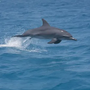 A bottle-nosed Dolphin (Tursiops truncatus) jumping with a Remora (Echeneidae) attached A bottle-nosed Dolphin (Tursiops truncatus) jumping with a Remora (Echeneidae) attached