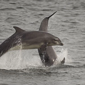 Bottle-nosed dolphins (Tursiops truncatus) breaching, Fortrose, Moray Firth, Scotland